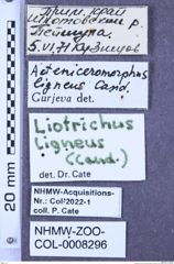 Etikette zu Liotrichus (Liotrichus) ligneus (Candèze, 1879) (NHMW-ZOO-COL-0008296)